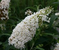 Буддлея Давида Вайт Профьюжн (Buddleja davidii 'White Profusion')
