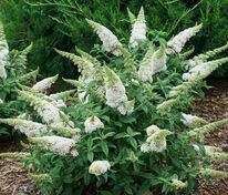 Буддлея Давида Вайт Чип (Buddleja davidii 'White Chip')