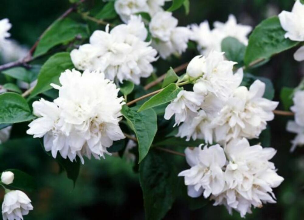 Чубушник Миннесота Сноуфлэйк (Philadelphus 'Minnesota Snowflake')
