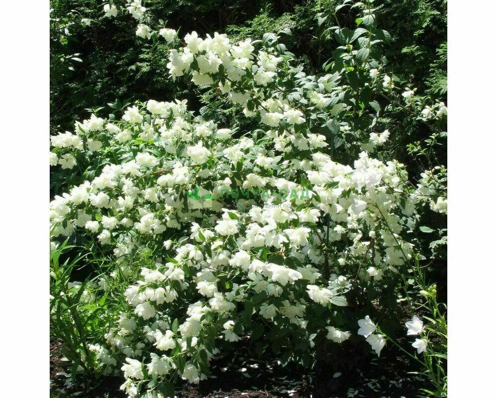 Чубушник Миннесота Сноуфлэйк (Philadelphus 'Minnesota Snowflake')