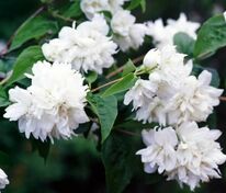 Чубушник Миннесота Сноуфлэйк (Philadelphus 'Minnesota Snowflake')