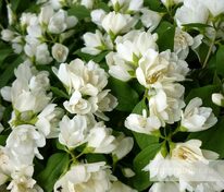 Чубушник Менто Д'эрмин (Philadelphus 'Manteau d’Hermine')