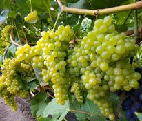 Виноград плодовый Кишмиш (Vitis 'Kishmish') № 342