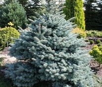 Ель колючая "Glauca Compacta" (Глаука Компакта)