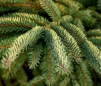 Ель чёрная Ауреовариегата (Picea mariana 'Aureovariegata')