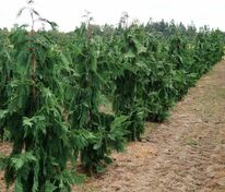 Кипарисовик нутканский Глаука (Chamaecyparis nootkatensis 'Glauca')