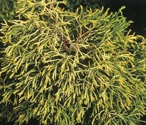 Кипарисовик тупой Тсатсуми Голд (Chamaecyparis obtusa 'Tsatsumi Gold')