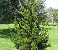 Можжевельник виргинский Канаерти (Juniperus virginiana 'Canaertii')