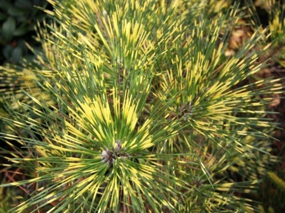Сосна густоцветная Окулус Драконис (Pinus densiflora 'Oculus Draconis')