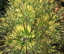 Сосна густоцветная Окулус Драконис (Pinus densiflora 'Oculus Draconis')