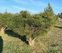 Сосна густоцветная Умбракулифера (Pinus densiflora 'Umbraculifera')