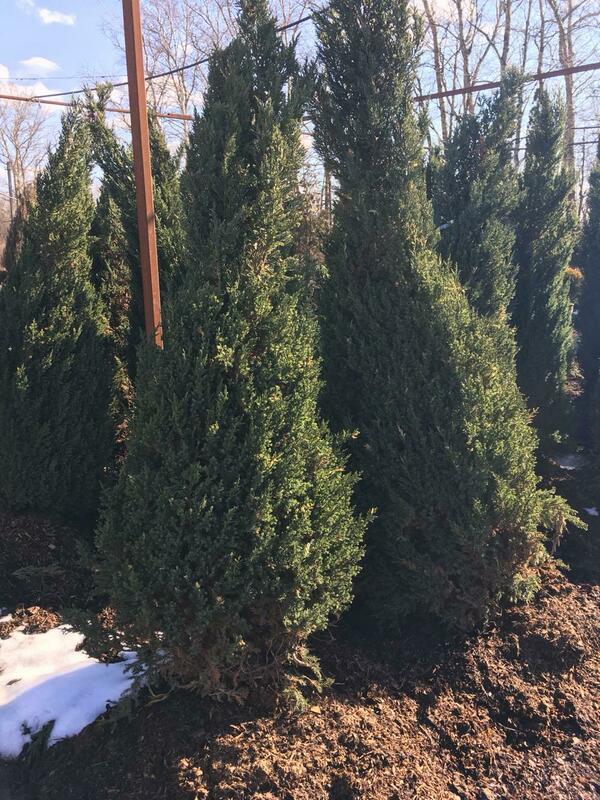 Можжевельник китайский Вариегата (Juniperus chinensis 'Variegata')