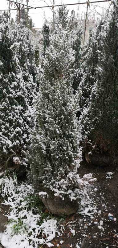 Можжевельник китайский Вариегата (Juniperus chinensis 'Variegata')