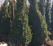 Можжевельник китайский Вариегата (Juniperus chinensis 'Variegata')