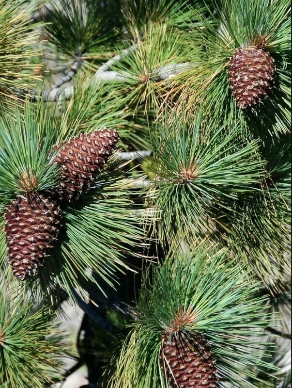 Сосна обыкновенная Джеффри (Pinus sylvestris 'Jeffrey')