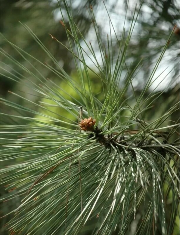 Сосна обыкновенная Джеффри (Pinus sylvestris 'Jeffrey')