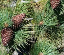 Сосна обыкновенная Джеффри (Pinus sylvestris 'Jeffrey')