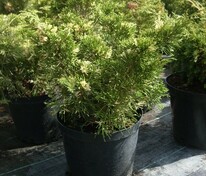Можжевельник китайский Кайзука Вариегата (Juniperus chinensis 'Kaizuka Variegata')