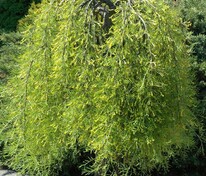 Акация древовидная (желтая) Валкер (Caragana arborescens 'Walker')