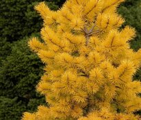 Сосна желтая (Pinus ponderosa)