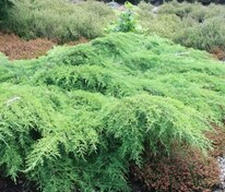 Можжевельник китайский Сан Хосе (Juniperus chinensis 'San Jose')