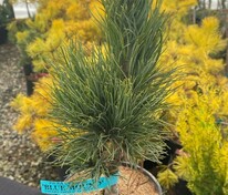 Сосна кедровая Блю Маунд (Pinus cembra 'Blue Mound')