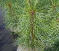 Сосна корейская Сильвер Лайнинг (Pinus koraiensis 'Silver Lining')