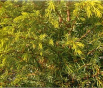 Можжевельник обыкновенный Шневердингер Голдмахангел (Juniperus communis 'Schneverdinger Goldmachangel')