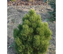 Сосна белокорая Индиго Айс (Pinus heldreichii 'Indigo Eyes')