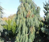 Сосна Веймутова Пендула (Pinus strobus 'Pendula')