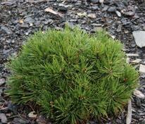 Сосна Гельдрейха Грисс (Pinus heldreichii 'Greece')