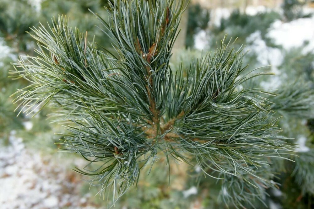 Сосна мелкоцветковая Глаука (Pinus parviflora 'Glauca')