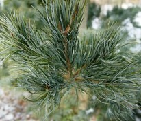 Сосна мелкоцветковая "Glauca" (Глаука)