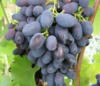 Виноград плодовый Кодрянка (Vitis 'Kodryanka')