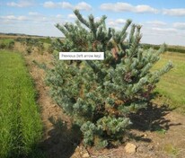 Сосна мелкоцветковая Темпельхоф (Pinus parviflora 'Tempelhof')