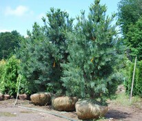 Сосна мягкая (Pinus flexilis)