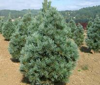 Сосна мягкая Вандервульф (Pinus flexilis 'Vanderwolf\'s Pyramid')