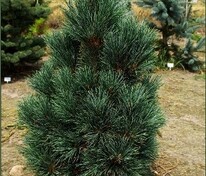 Сосна гибкая Глаука (Pinus flexilis 'Glauca')