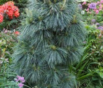 Сосна гималайская Гриффита (Pinus wallichiana 'Griffithii')