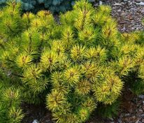 Сосна горная Саншайн (Pinus mugo 'Sunshine')