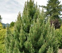 Сосна горная Танненбаум (Pinus mugo 'Tannenbaum')