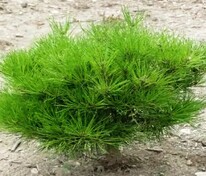 Сосна густоцветная Алиса Веркаде (Pinus densiflora 'Alice Verkade')