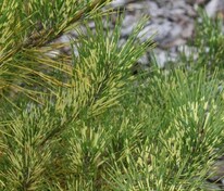 Сосна густоцветная Буркс Ред Вариегата (Pinus densiflora 'Burke\'s Red Variegated')