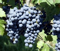 Виноград плодовый Памяти Домбковской (Vitis 'Pamyati Dombkovskoy')