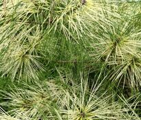 Сосна густоцветная Голден Гхост (Pinus densiflora 'Golden Ghost')