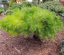 Сосна густоцветная Джейн Клюис (Pinus densiflora 'Jane Kluis')