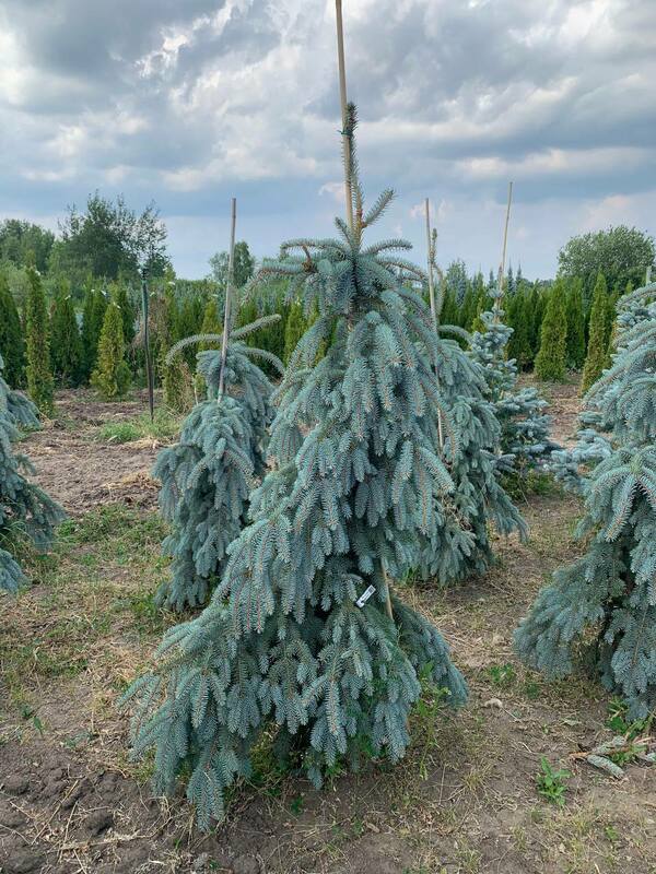 Ель колючая Зе Блюз (Picea pungens 'The Blues')