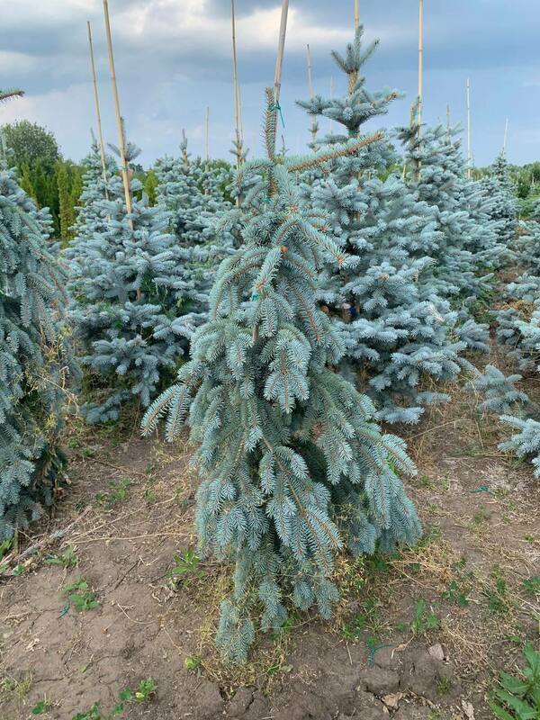 Ель колючая Зе Блюз (Picea pungens 'The Blues')