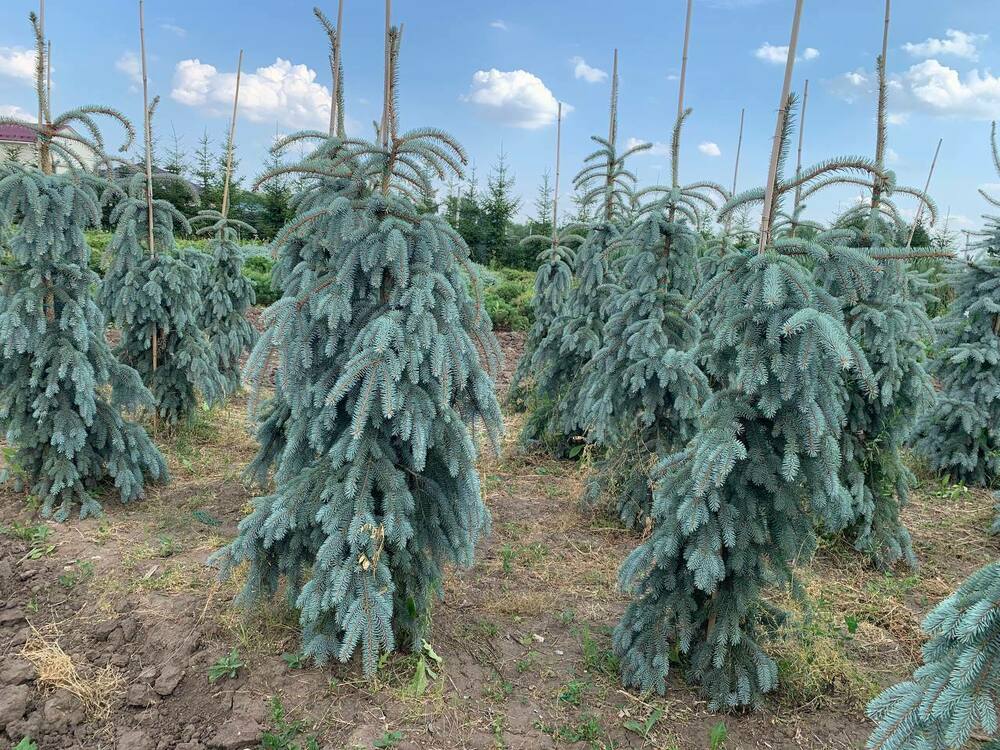 Ель колючая Зе Блюз (Picea pungens 'The Blues')