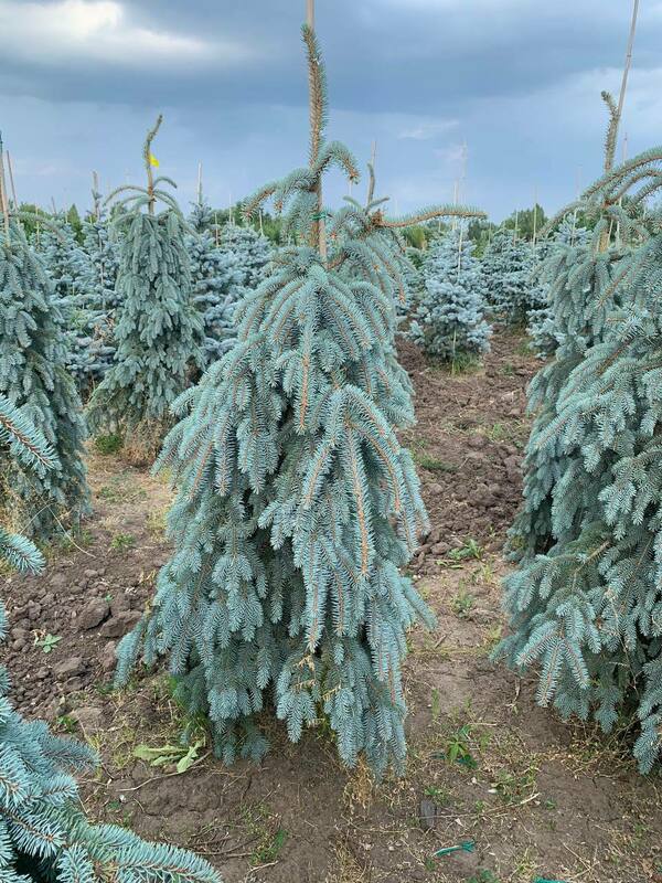 Ель колючая Зе Блюз (Picea pungens 'The Blues')